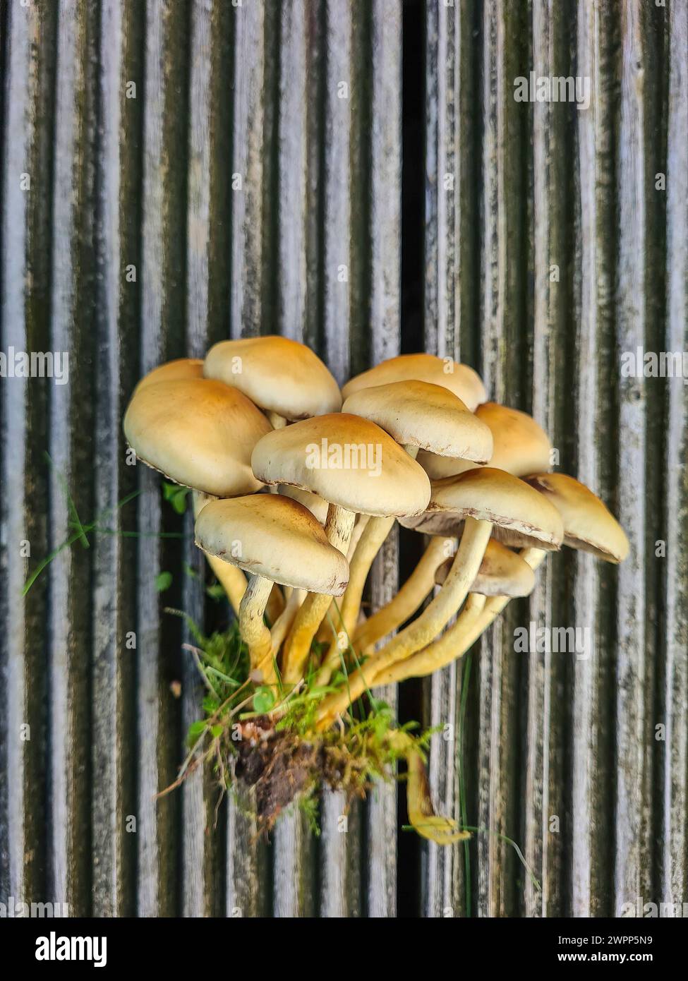 I funghi appena coltivati si trovano in un mazzo sul pavimento di legno della terrazza Foto Stock