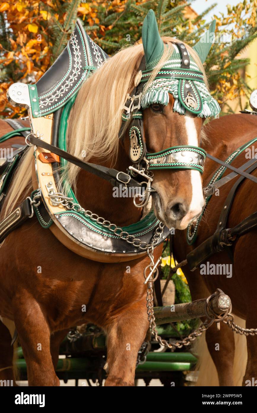 Leonardiritt, cavallo decorato, Baviera Foto Stock