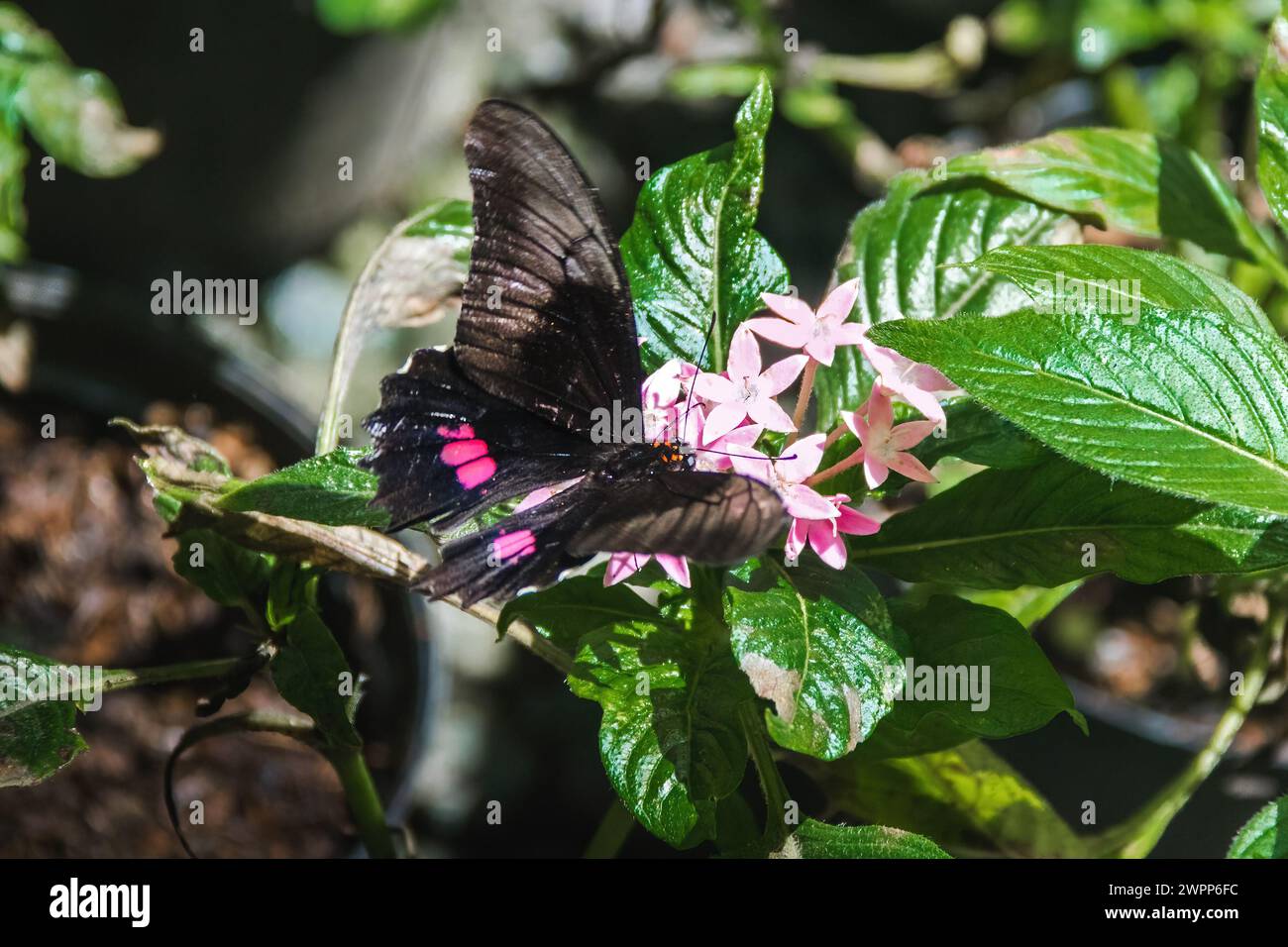 Farfalla coda di rondine macchiata con rubino (anchisiadi Papilio) Foto Stock