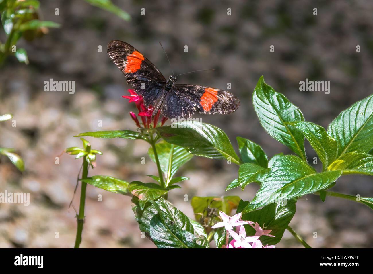 Bellissima farfalla Postino (Heliconius melpomene) Foto Stock