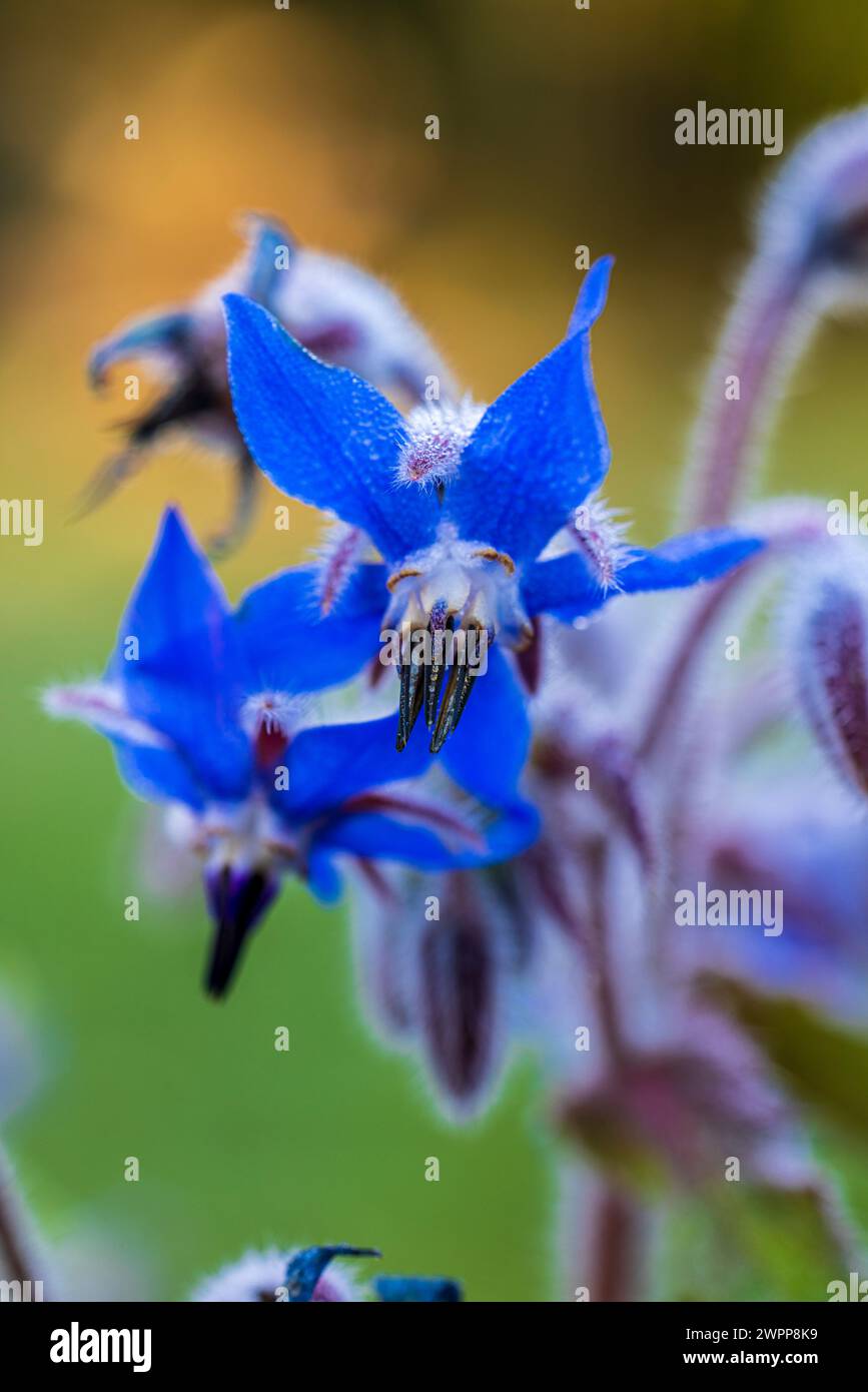 Fiori blu di borragine (Borago officinalis) Foto Stock