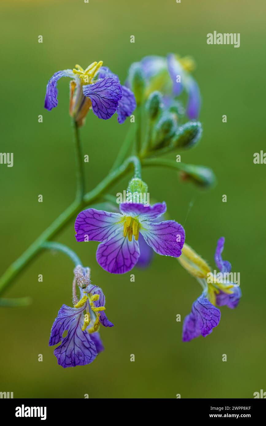 Ravanello da giardino (Raphanus sativus), primo piano Foto Stock