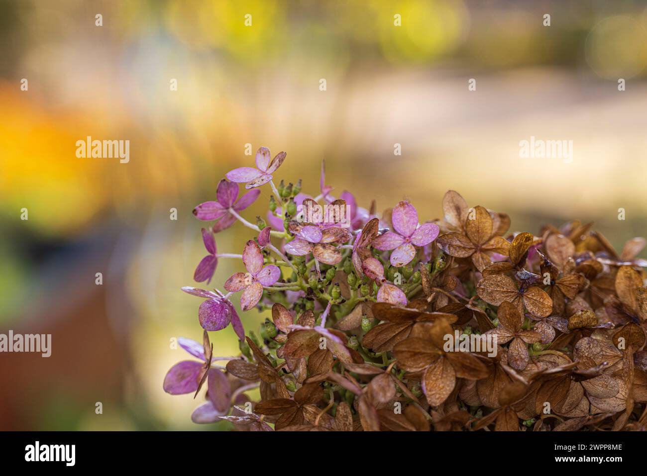 Ortensie in autunno, sfondo floreale sfocato Foto Stock