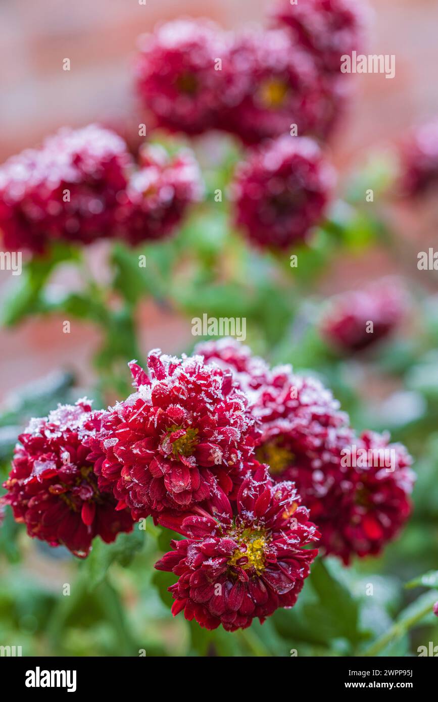 aster autunnale, fiori doppi, primo piano Foto Stock