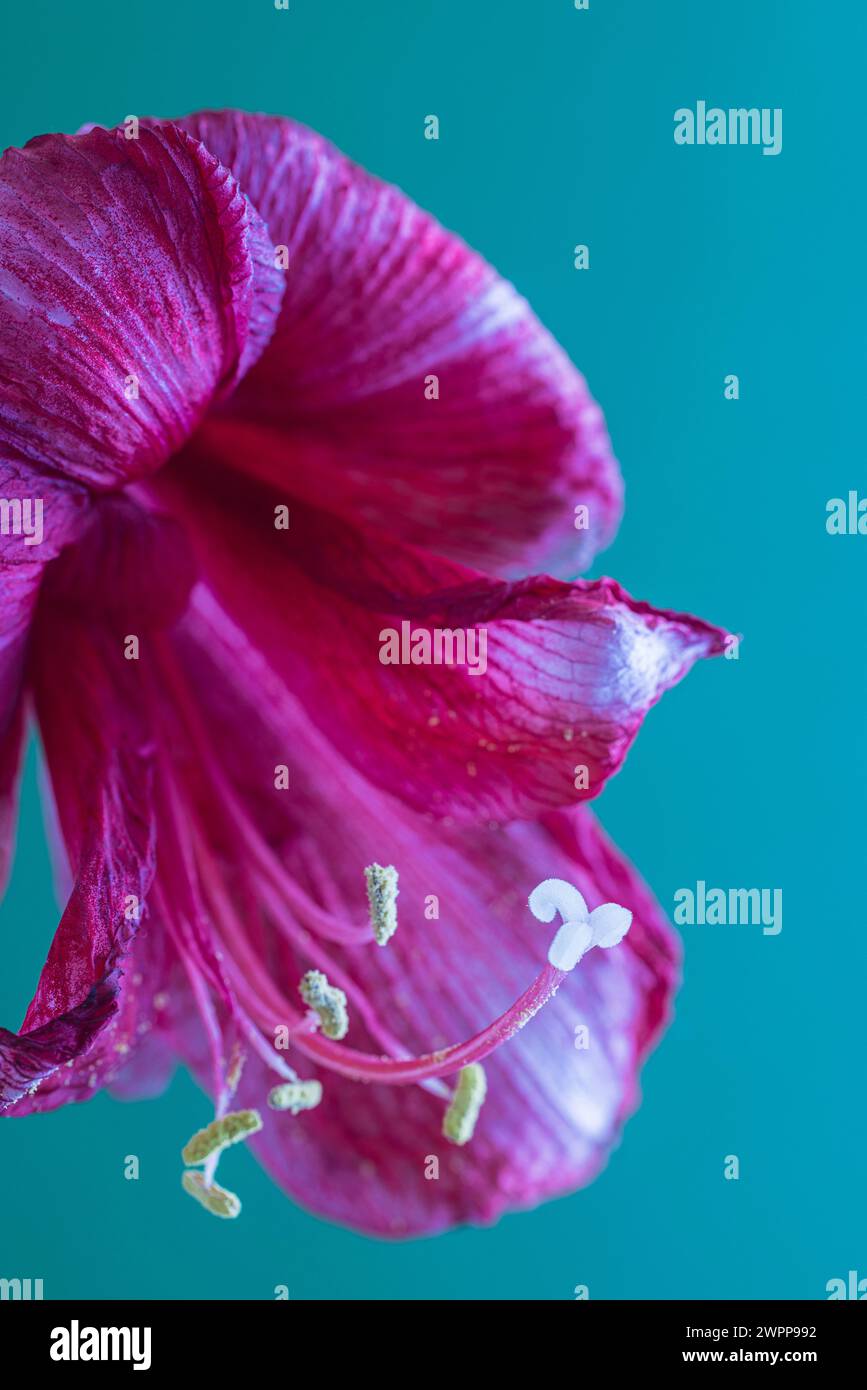 Amaryllis, petali, primo piano Foto Stock