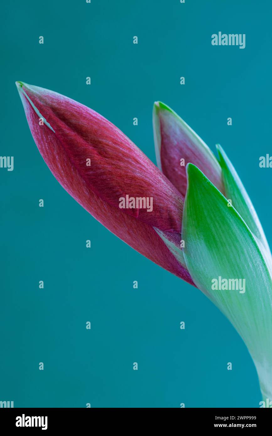 Amaryllis, bocciolo di fiori Foto Stock