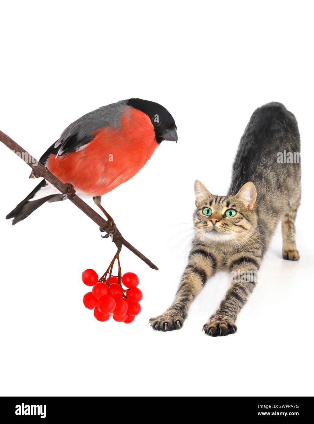 gatto europeo seduto su sfondo bianco Foto Stock