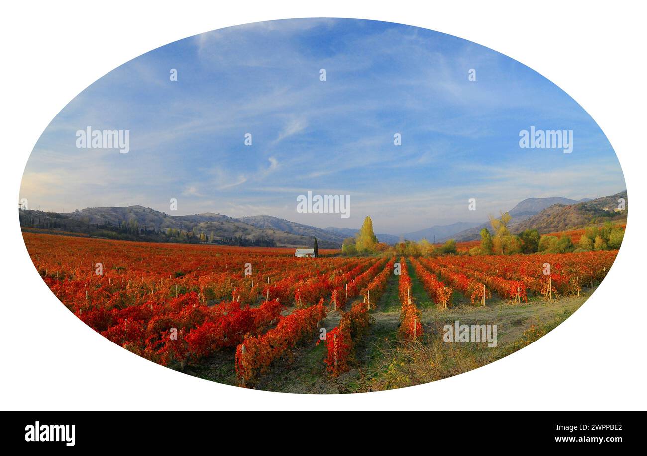 Vigneti dorati e rossi in un vigneto collinare Foto Stock