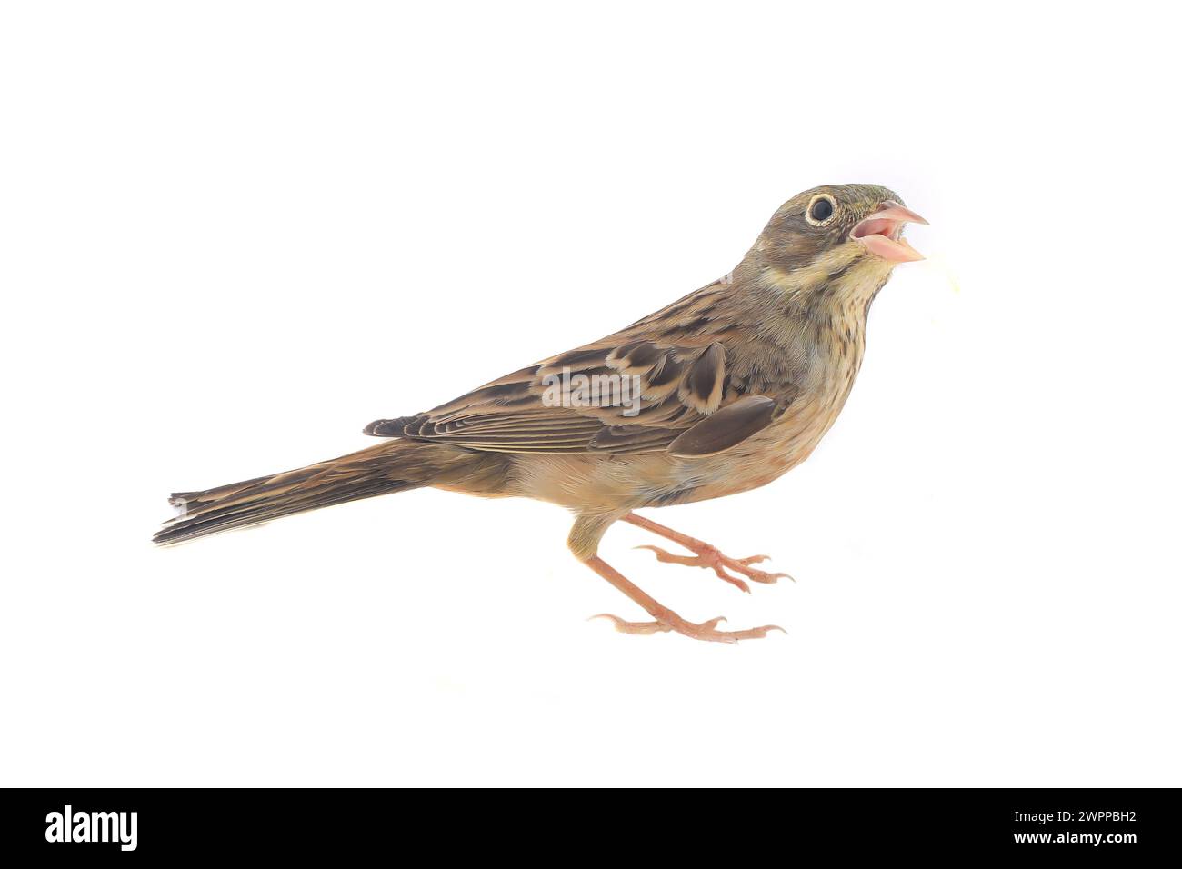 Reed Bunting, piumaggio invernale (Emberiza schoeniclus) Foto Stock