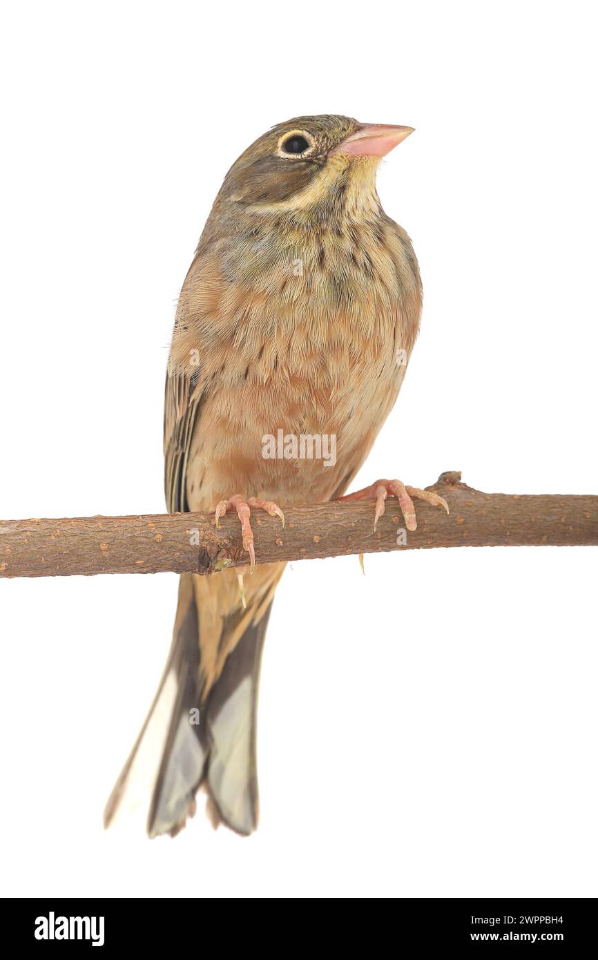 Reed Bunting, piumaggio invernale (Emberiza schoeniclus) Foto Stock