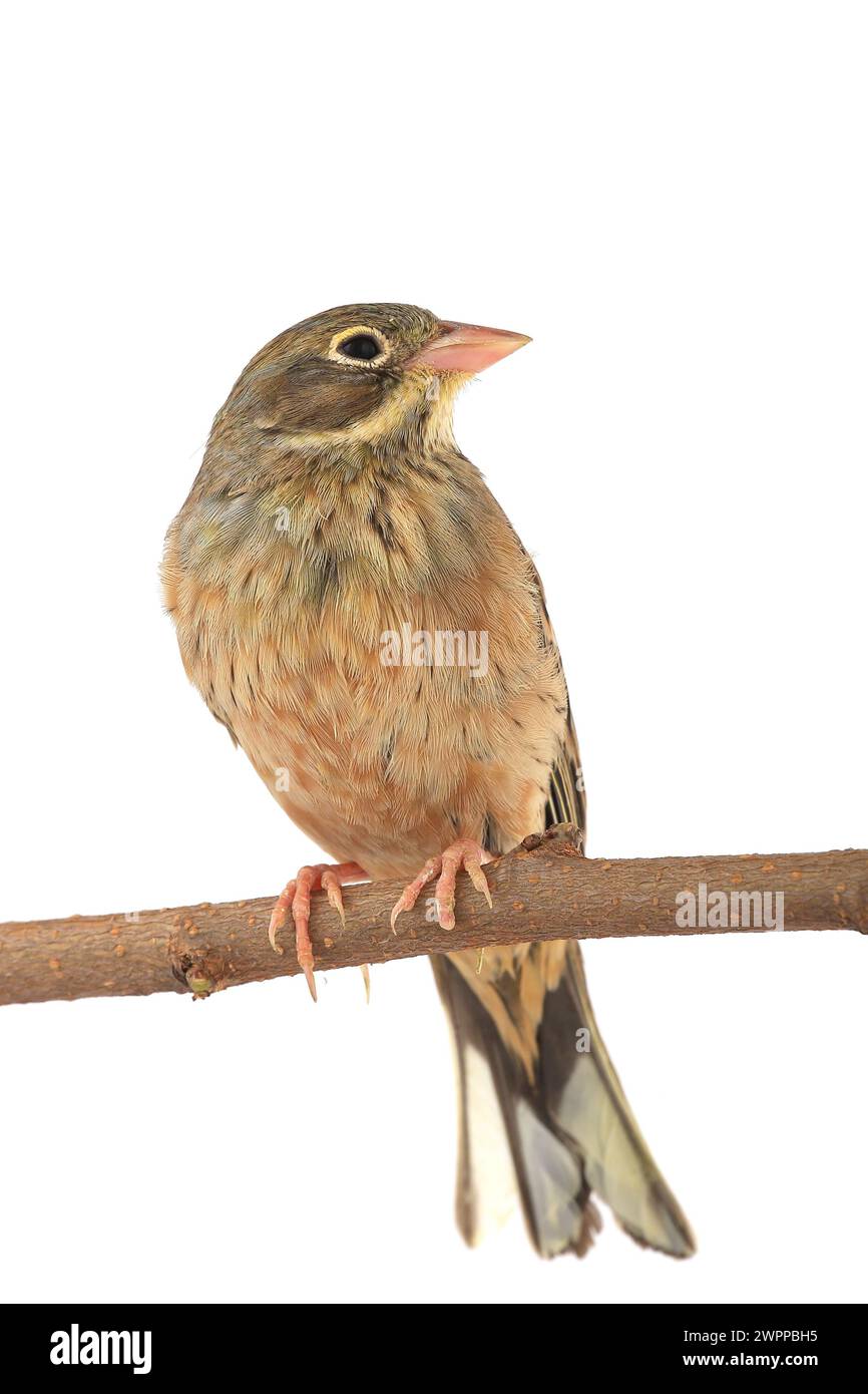 Reed Bunting, piumaggio invernale (Emberiza schoeniclus) Foto Stock