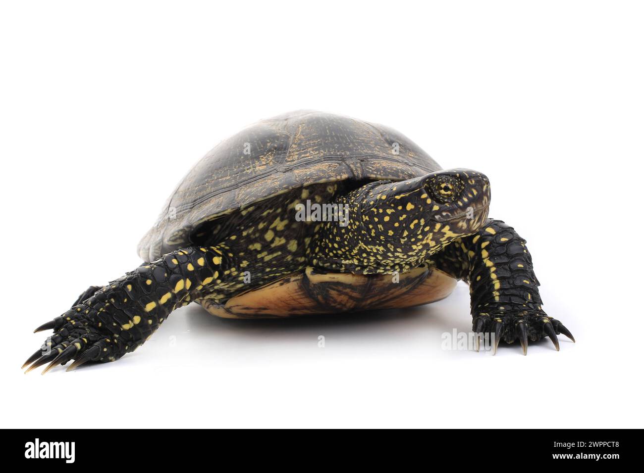 marsh tartaruga in acqua Foto Stock