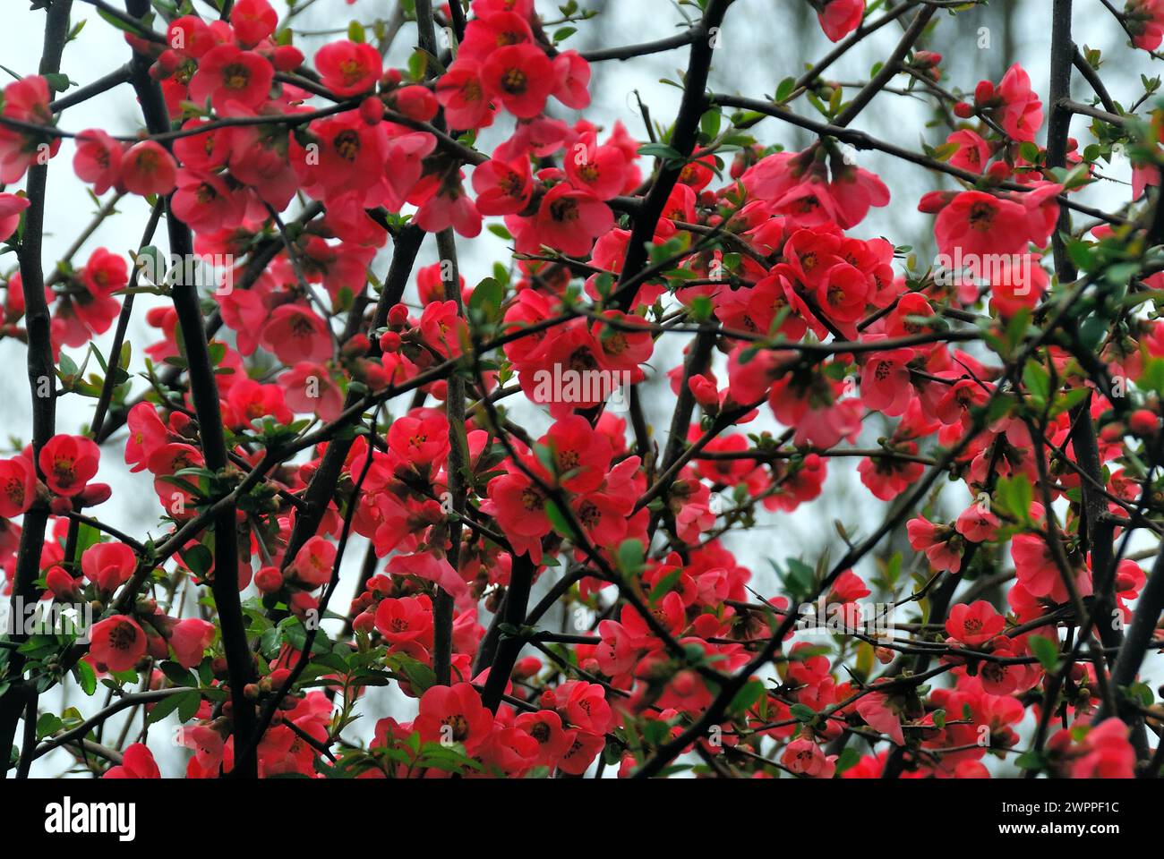 Chaenomeles speciosa, la cotogna in fiore, la cotogna cinese o la cotogna giapponese, è un arbusto spinoso deciduo o semi-sempreverde originario dell'Asia orientale. Di solito cresce fino a circa 2 m. i fiori sono di solito rossi, ma possono essere bianchi o rosa. Il frutto è una poma profumata e dura che assomiglia a una cotogna. Questa pianta è ampiamente coltivata nelle regioni temperate per la sua abitudine di twining e per i suoi fiori apparsi all'inizio della stagione, occasionalmente anche in pieno inverno. Viene spesso utilizzato come copertura bassa informale. Foto Stock