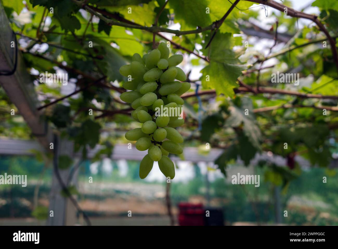 Primo piano di uva verde, Vitis vinifera, appesa al suo ramo d'albero. Uva appesa. Foto Stock