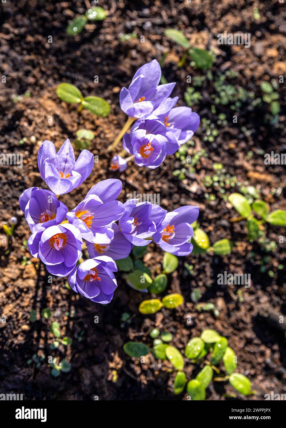 Crocus pulchellus o crocus peloso bouquet di fiori viola all'inizio della primavera nella foresta Foto Stock