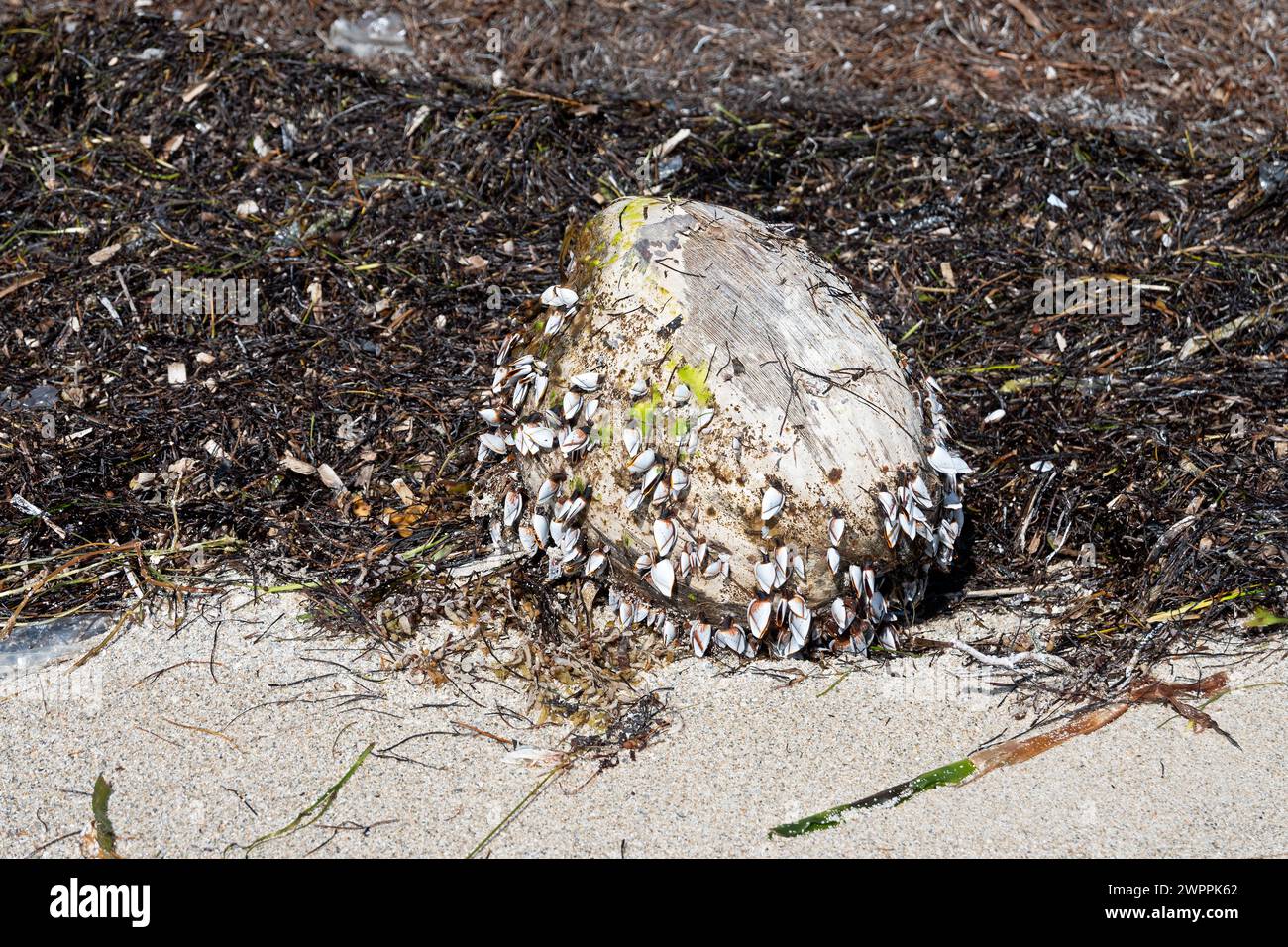 Cocco colonizzato da Goose Barnacles, Crandon Park, Key Biscayne, Miami, Florida, STATI UNITI Foto Stock