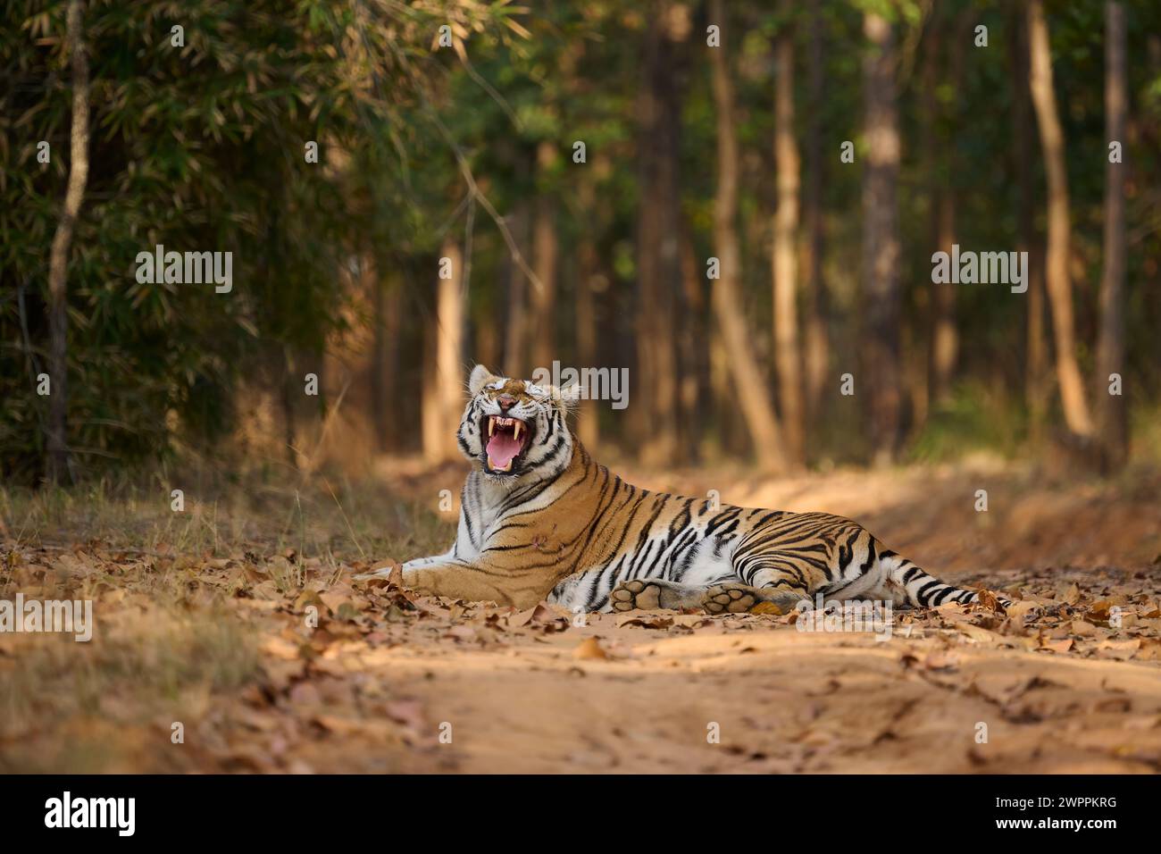 Tigre del Bengala - tigre - conosciuta come Biruhli nella riserva delle tigri di Bandhavgarh, India, febbraio 2024 Foto Stock