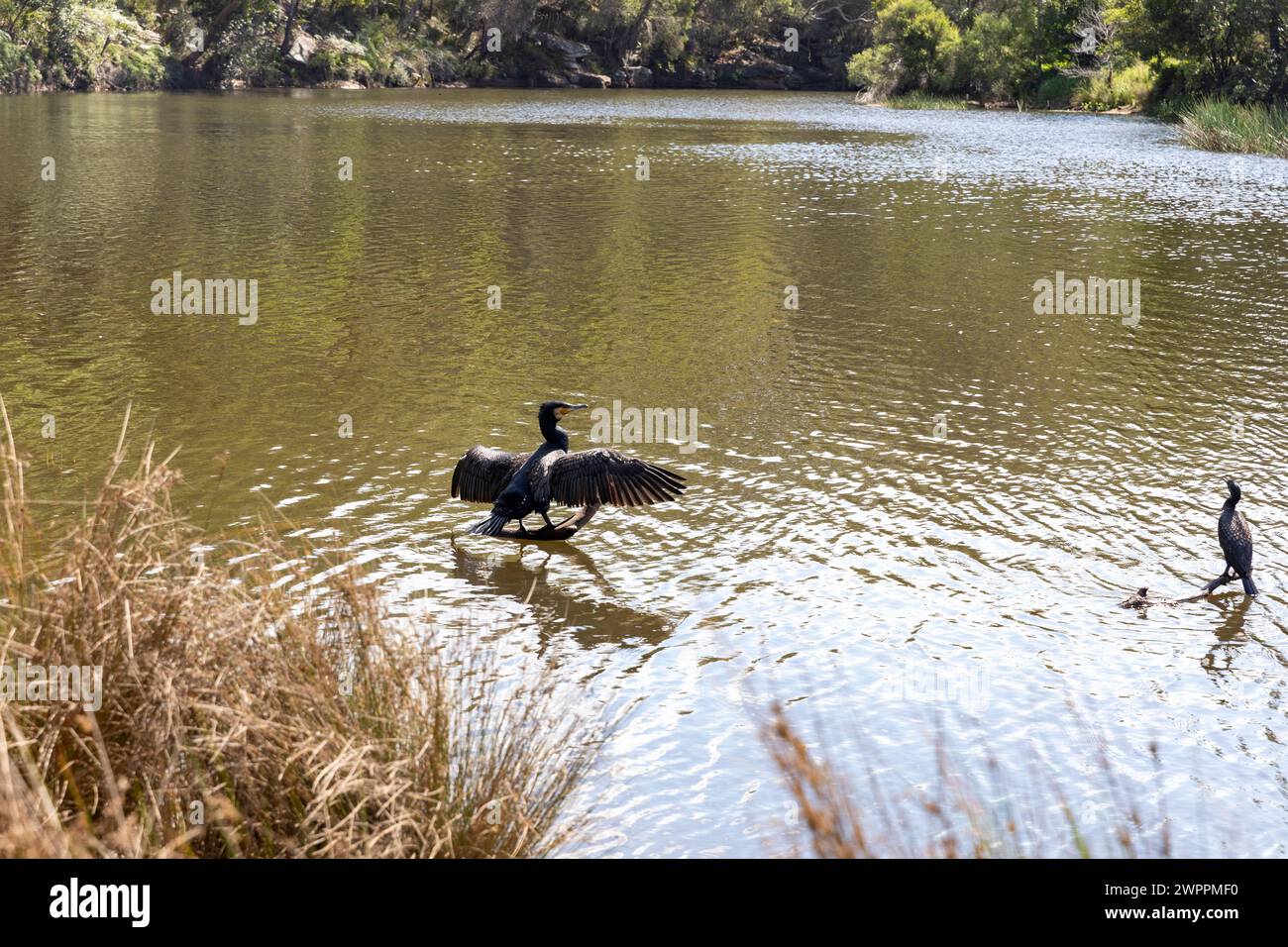 Royal National Park, il primo parco nazionale dell'Australia, con il Port Hacking Rove vicino al villaggio di Audley, Sydney, NSW, Australia Foto Stock