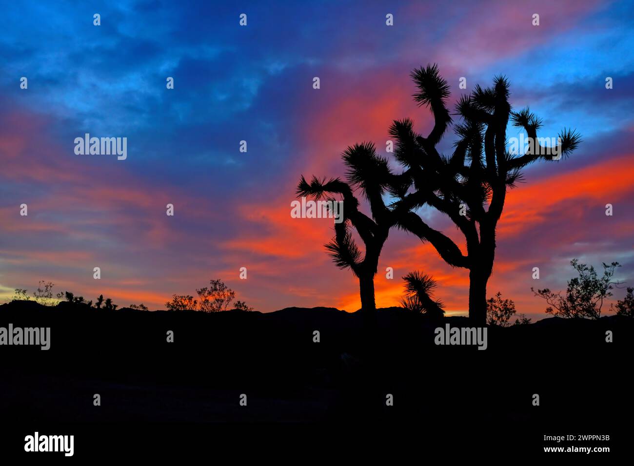 Profilo di Joshua Tree sotto i vibranti cieli del tramonto nel deserto, Joshua Tree National Park, California, Stati Uniti Foto Stock