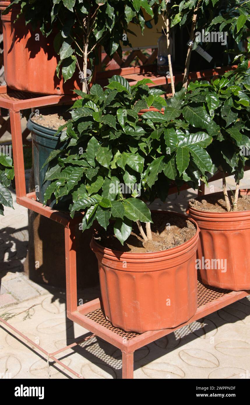 Young Coffee Plants, Doka Coffee Estate, Costa Rica. Foto Stock