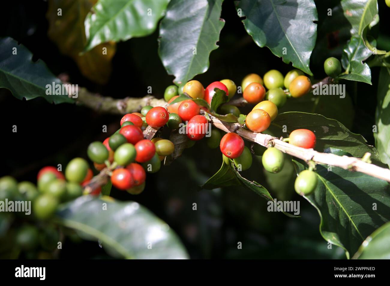 Pianta di caffè, Coffea arabica, Rubiaceae. Doka Coffee Estate, Costa Rica. Foto Stock