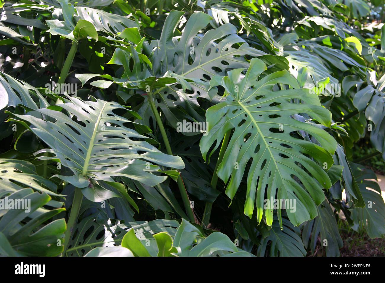 Swiss Cheese Plant, Monstera deliciosa, Araceae. Costa Rica. Foto Stock