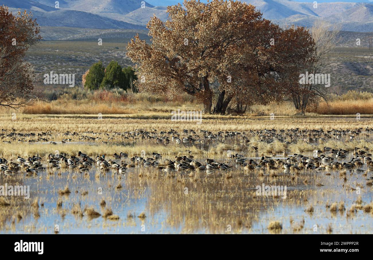 Rifugio delle anatre - Bosque del Apache National Wildlife Refuge, New Mexico Foto Stock