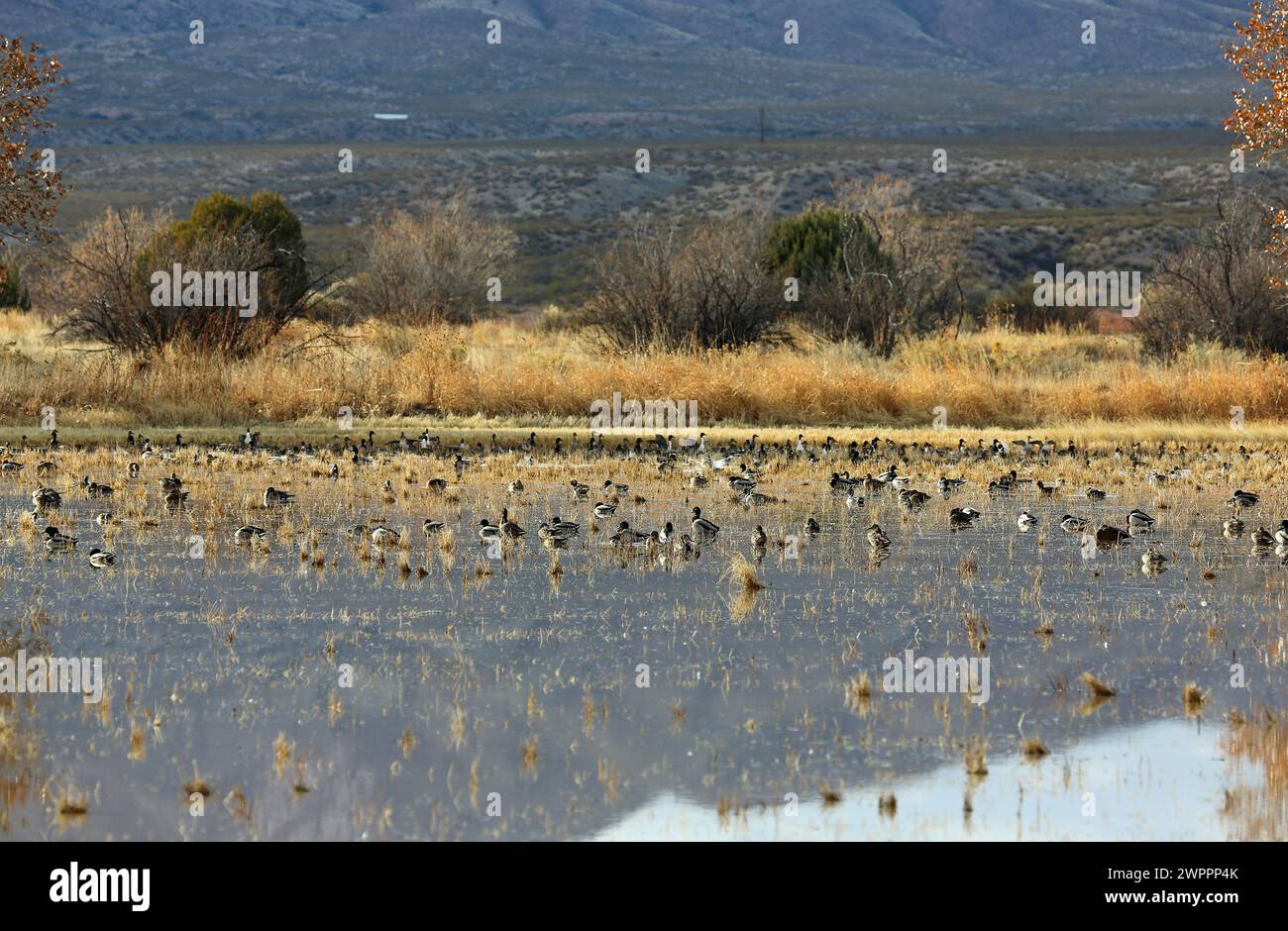 Anatre sulla zona umida - Bosque del Apache National Wildlife Refuge, New Mexico Foto Stock