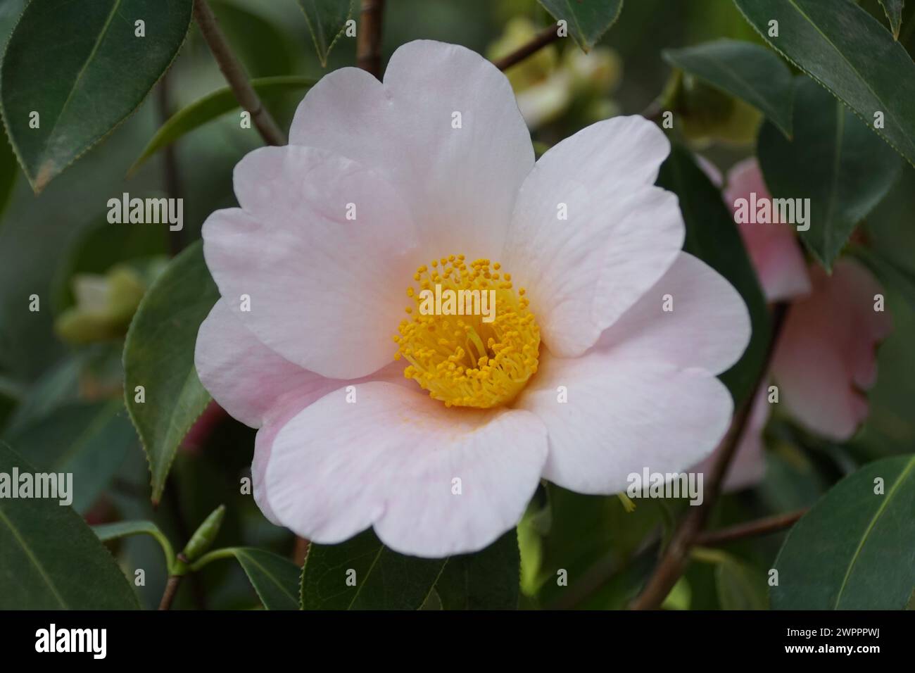 Un fiore rosa chiaro di Camellia Pitardii in piena fioritura Foto Stock