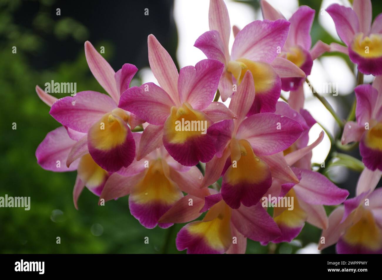 Bellissime orchidee rosa e giallo di Guaricattonia Renate S W Foto Stock