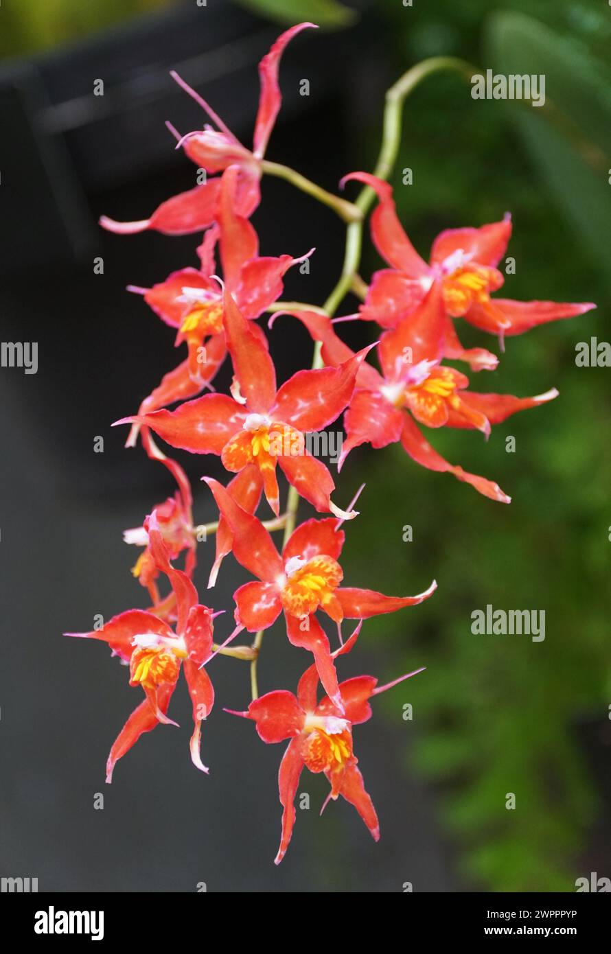 Bellissimo colore rosso delle orchidee Oncidium Brackenhurst Foto Stock