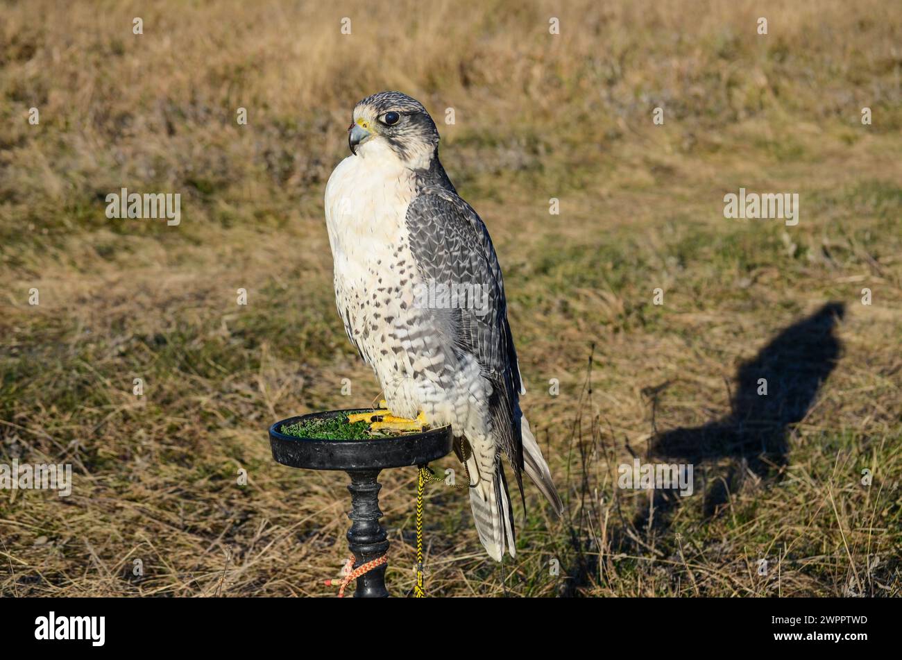 Falco. Ritratto dell'uccello falco in montagna. Foto Stock