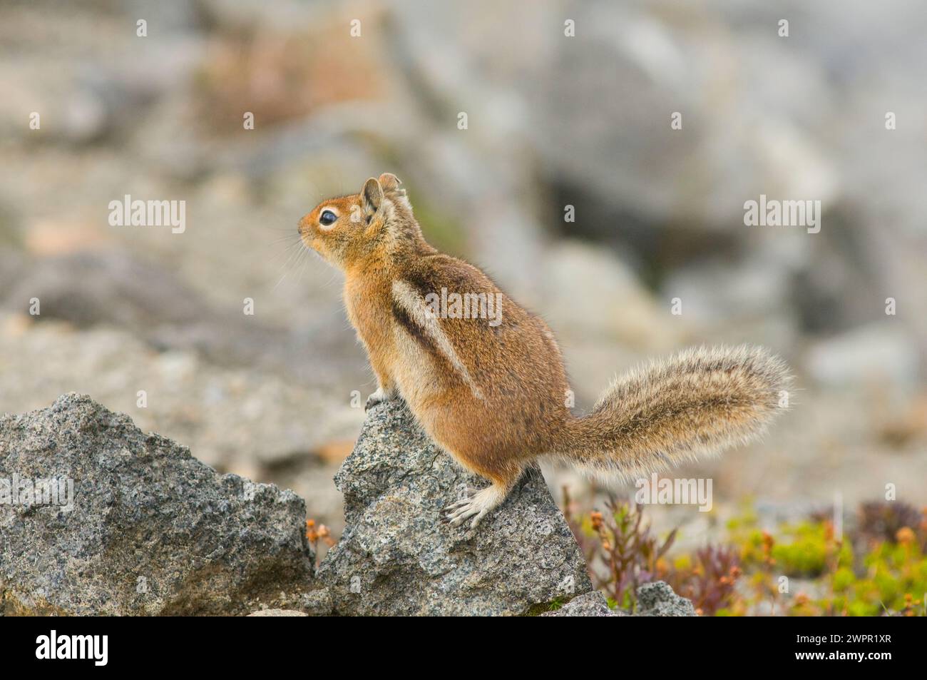 Cascade Golden-Mantled scoiattolo terricolo Spermophilus townsendii lungo il sentiero Copper Ridge North Cascades National Park Washington State USA Foto Stock