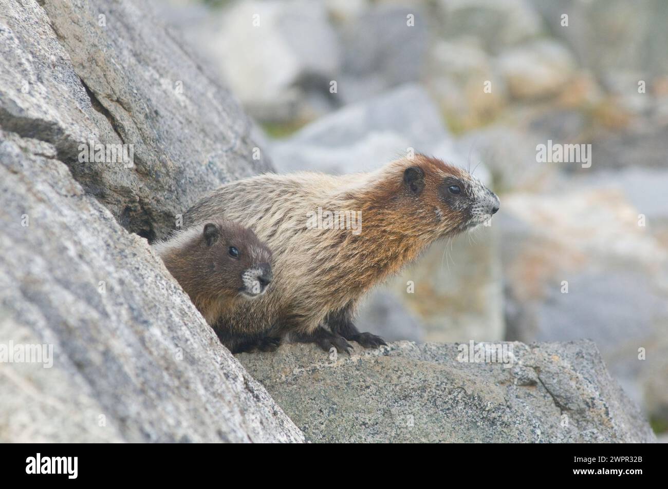 Adorabili marmotte, marmota caligata, che prendono il sole lungo il sentiero Copper Ridge North Cascades National Park, Washington State, USA Foto Stock