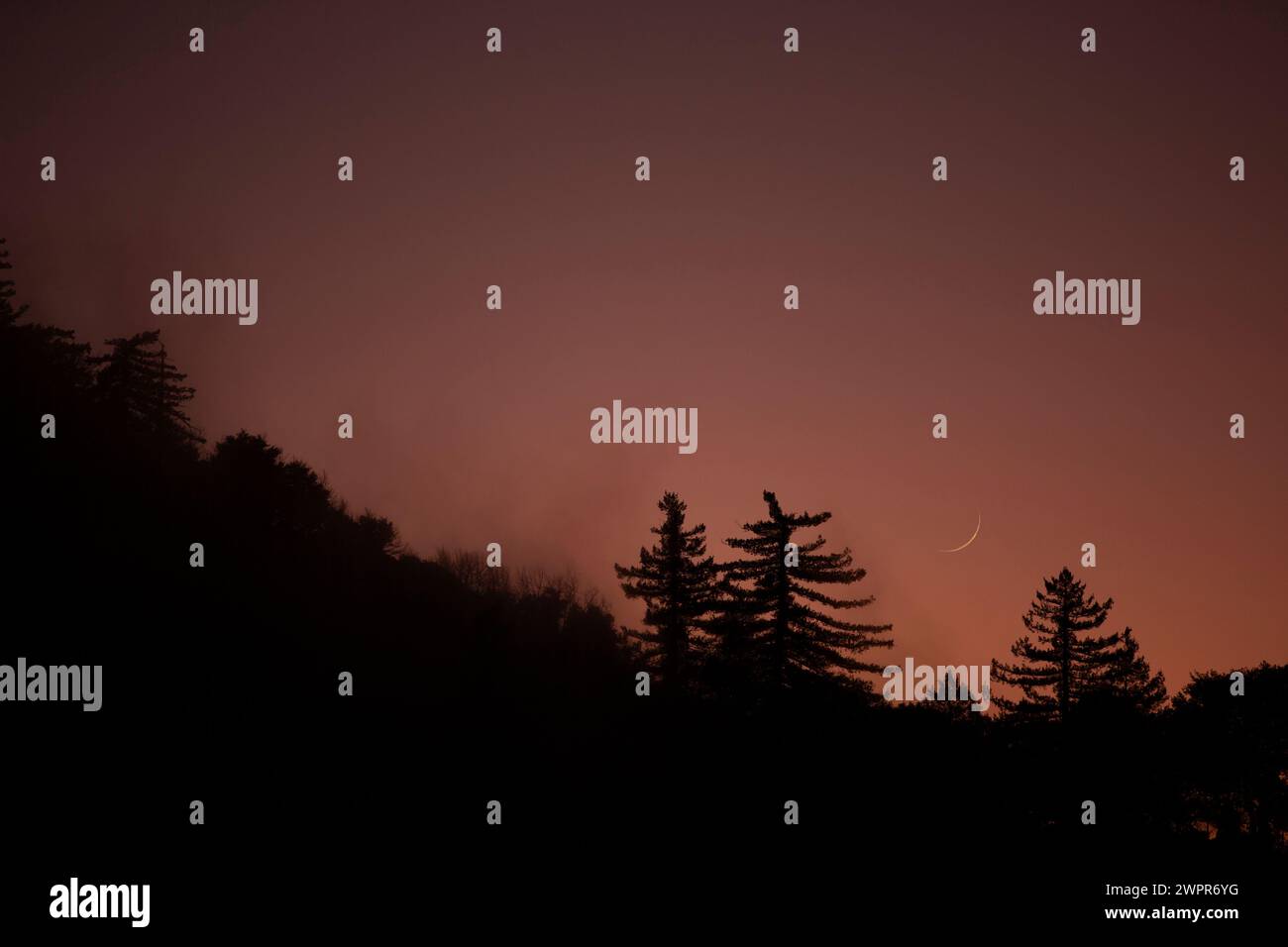 Crepuscolo con la sagoma di un albero di pino e vista di un sorgere lunare sul Monte Lowe nelle montagne di San Gabriel sul Monte Wilson, California, Stati Uniti. Foto Stock