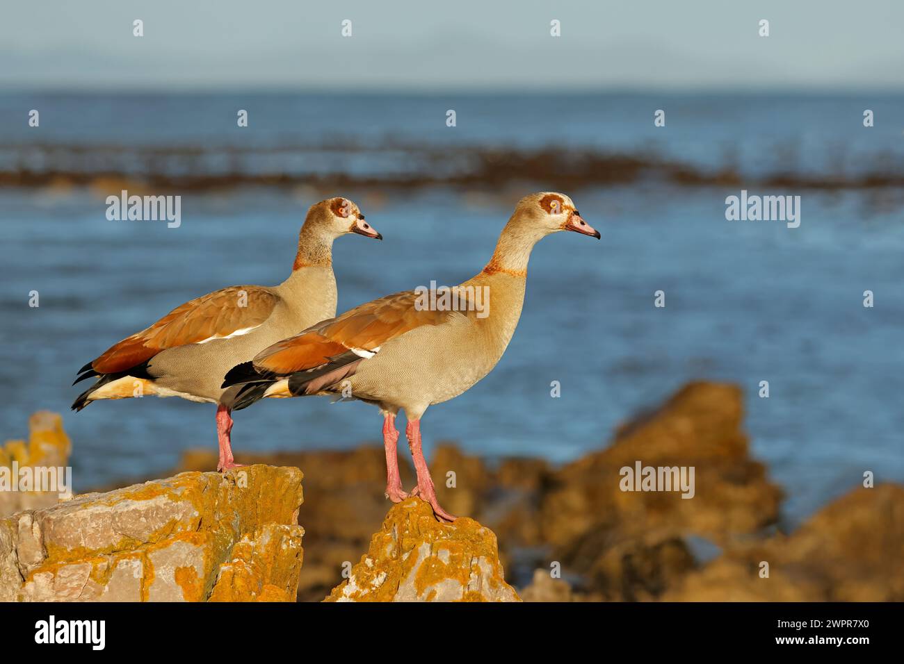 Oche egiziane (Alopochen aegyptiacus) arroccate su una roccia costiera, Sudafrica Foto Stock