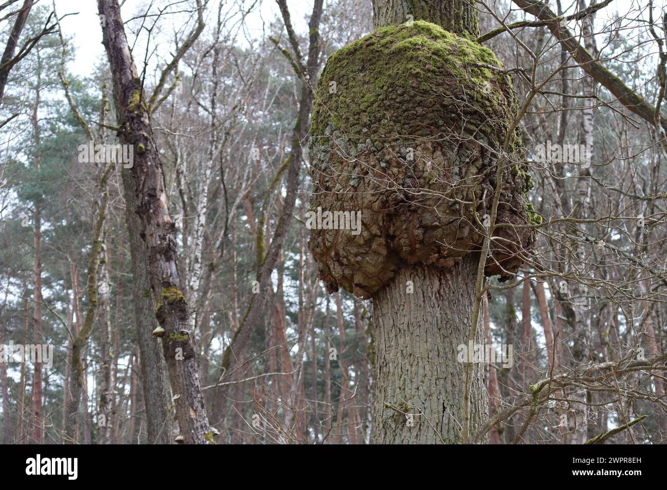 Vecchia foresta con vari cambiamenti di albero Foto Stock