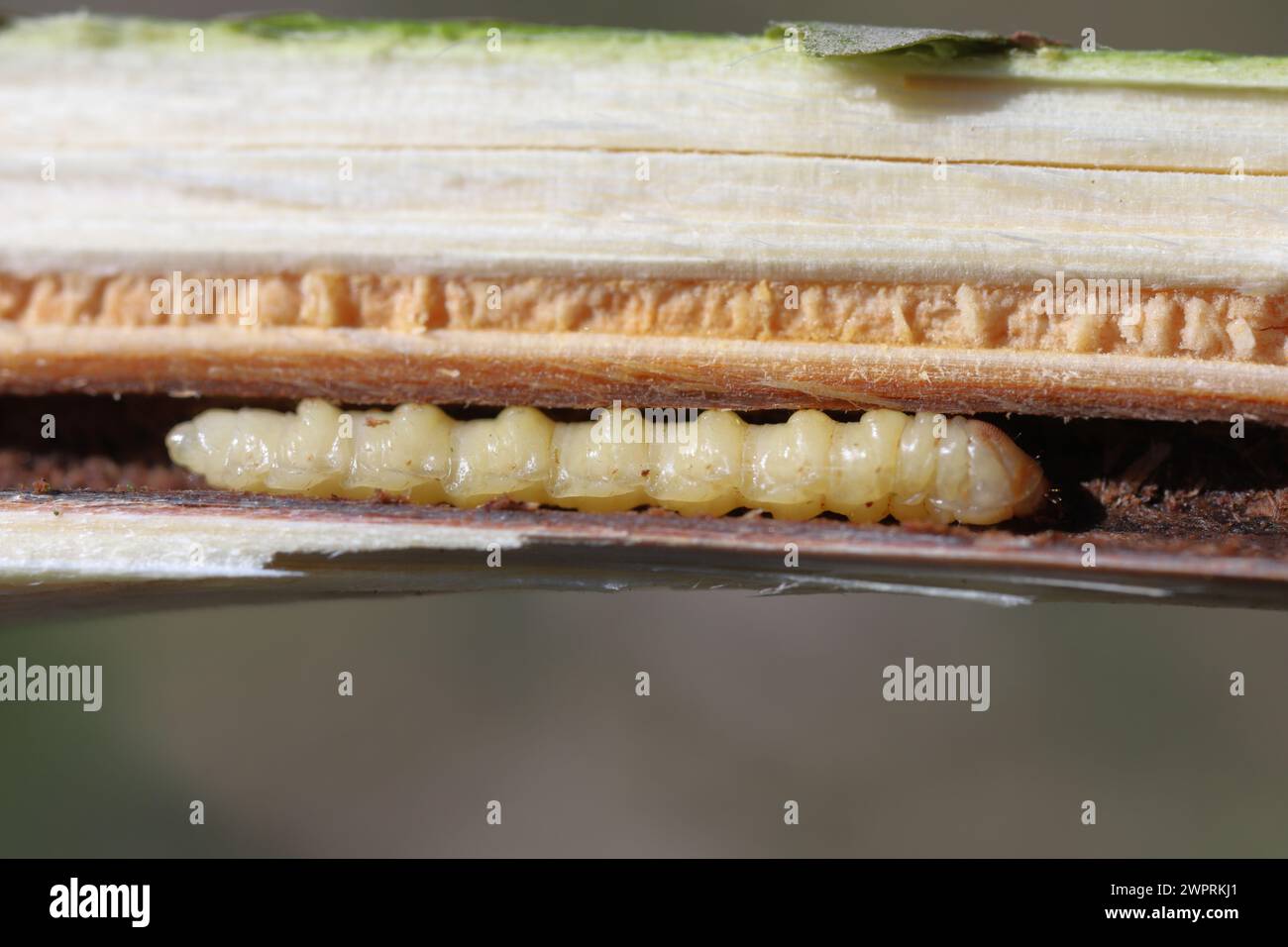 Larva di un coleottero di longhorn - Oberea oculata nel ramo di un albero di salice. Foto Stock