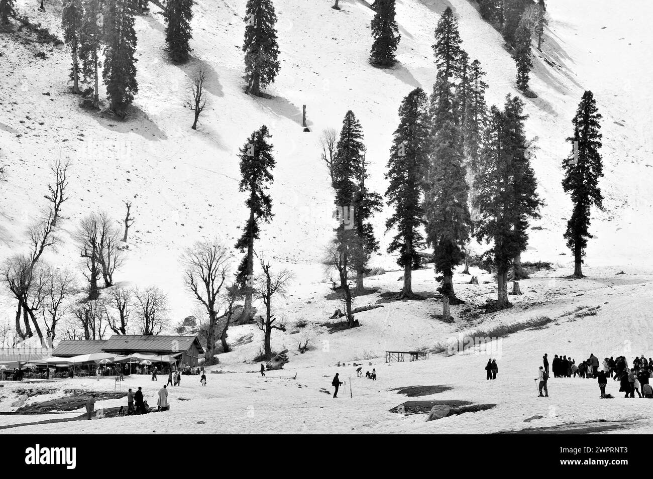 Paesaggi innevati, pini, monti PIR Panjal, Kungdoor, Gulmarg, Baramulla, Kashmir, Jammu e Kashmir, India, Asia Foto Stock