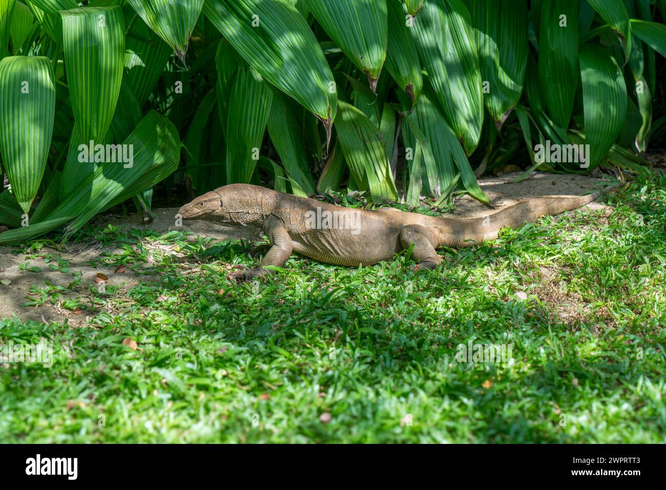 Una lucertola del Bengala (Varanus bengalensis) strizza sull'erba. Il Minneriya National Park è un parco nazionale situato nella provincia centro-settentrionale dello Sri Lanka. Foto Stock