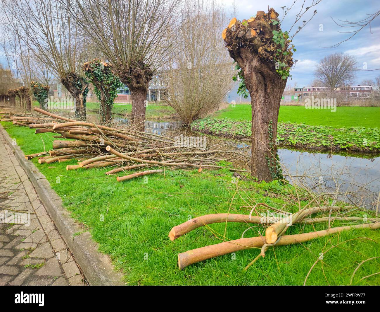 I rami di salice pollard (Salix alba) lungo il lungomare vengono tagliati prima dell'inizio della stagione vegetativa. Foto Stock