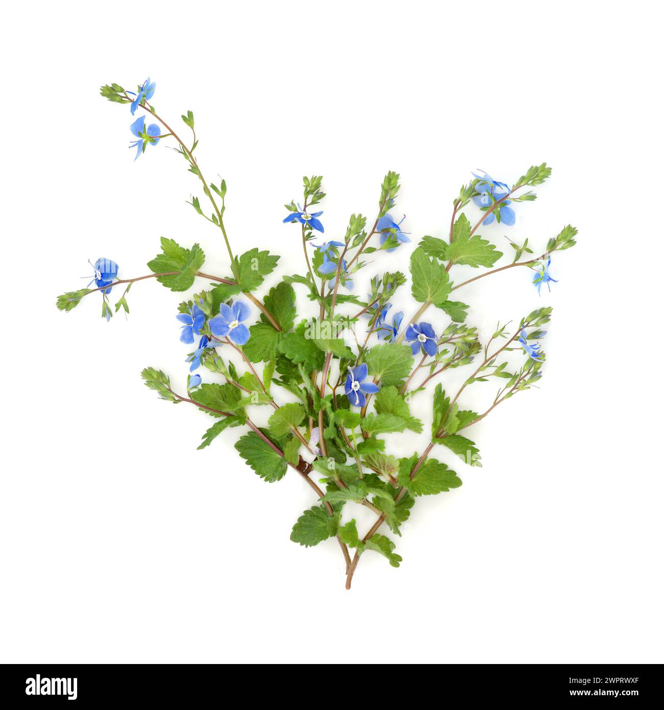 Veronica germander speedwell fiore selvatico su bianco. Utilizzato nella decorazione di alimenti floreali e nella medicina naturale a base di erbe. Cura fegato, eczema, mal di gola. Foto Stock