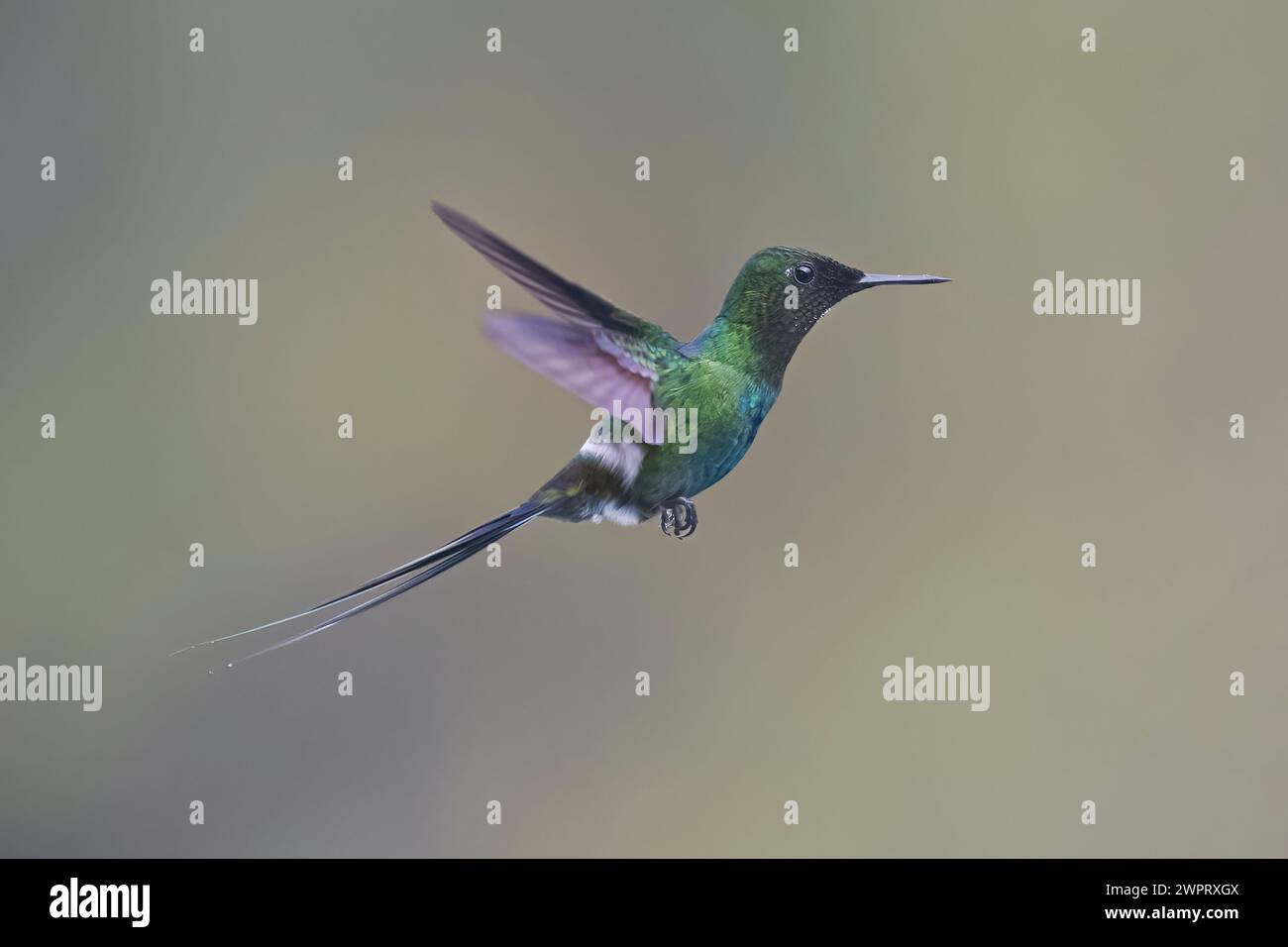 Colibrì di coda verde maschio Colombia Sud America Foto Stock