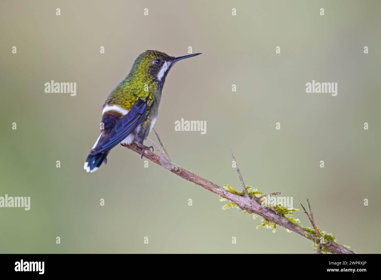 Colibrì femminile di coda verde arroccato in Colombia Sud America Foto Stock