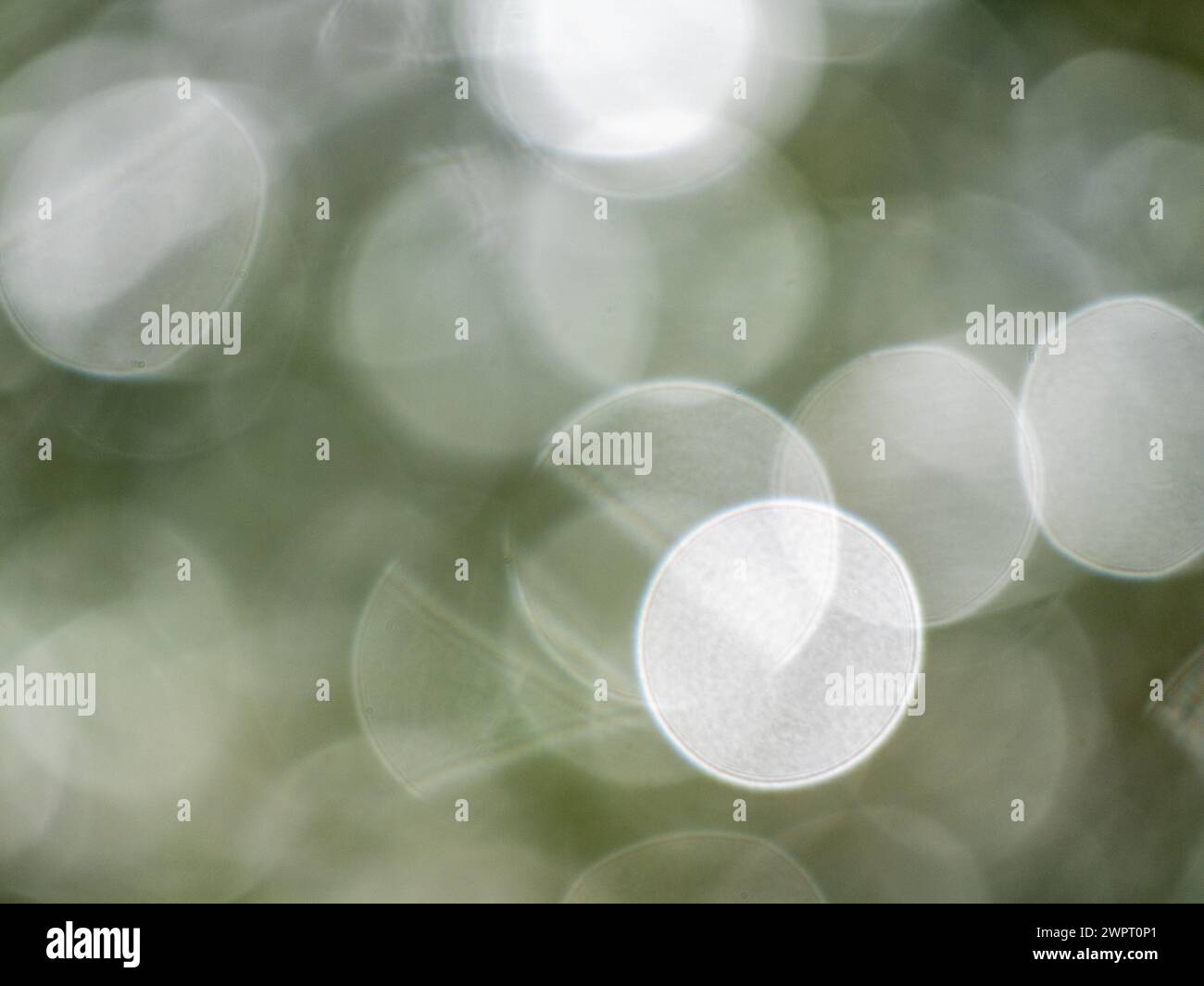 Riflessi di luce come sfondo bianco astratto. I dischi rotondi, per lo più sfocati, bianchi si trovano l'uno sull'altro a strati diversi. Foto Stock