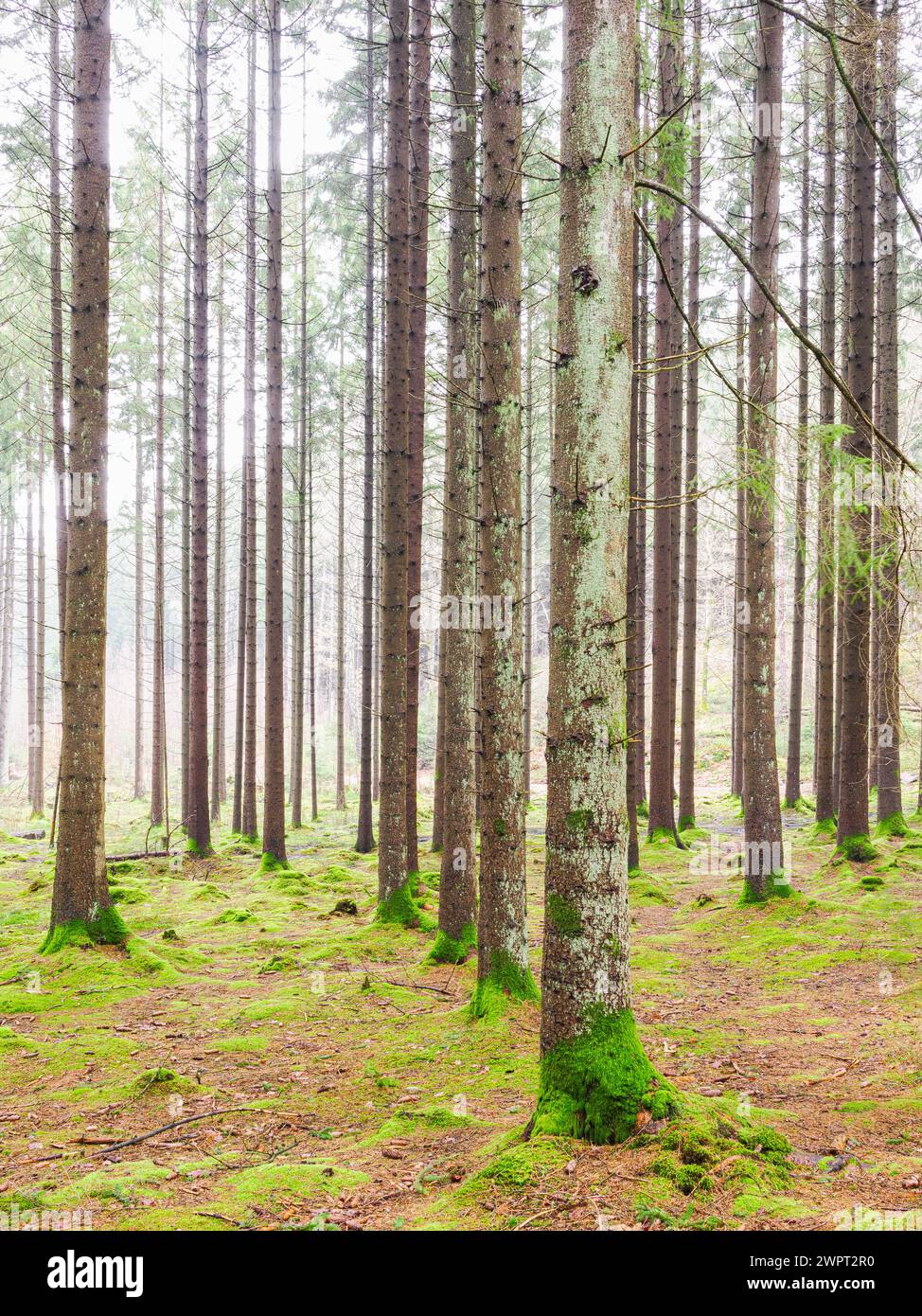 Una foresta in Svezia è densamente popolata con numerosi alberi alti che raggiungono il cielo. Il tettuccio è spesso e blocca la maggior parte della luce solare e la creatina Foto Stock