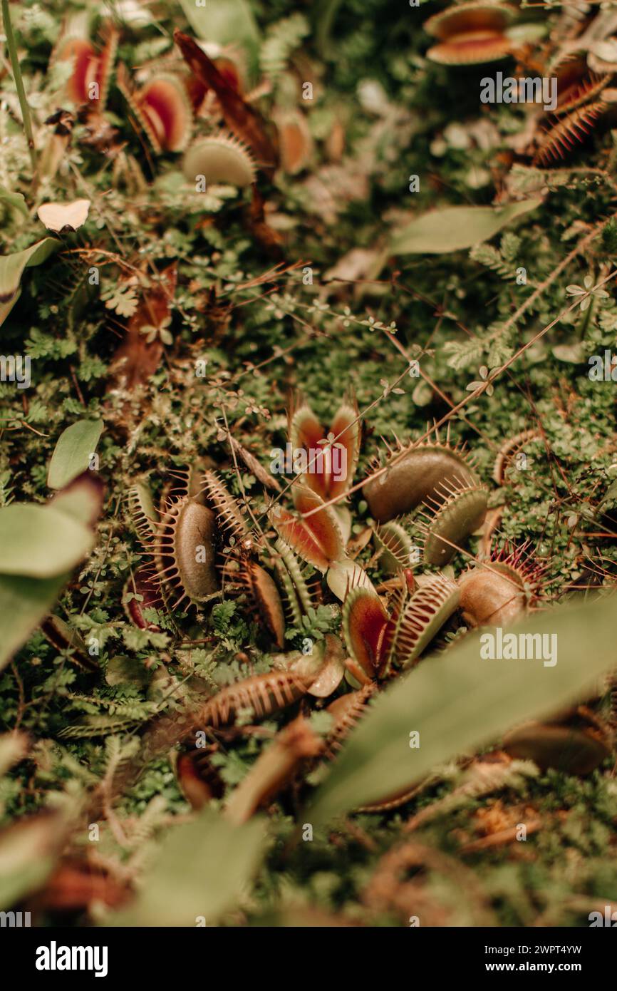 Piante selvatiche pericolose che crescono in natura. Naturale esotico sfondo tropicale verde Foto Stock