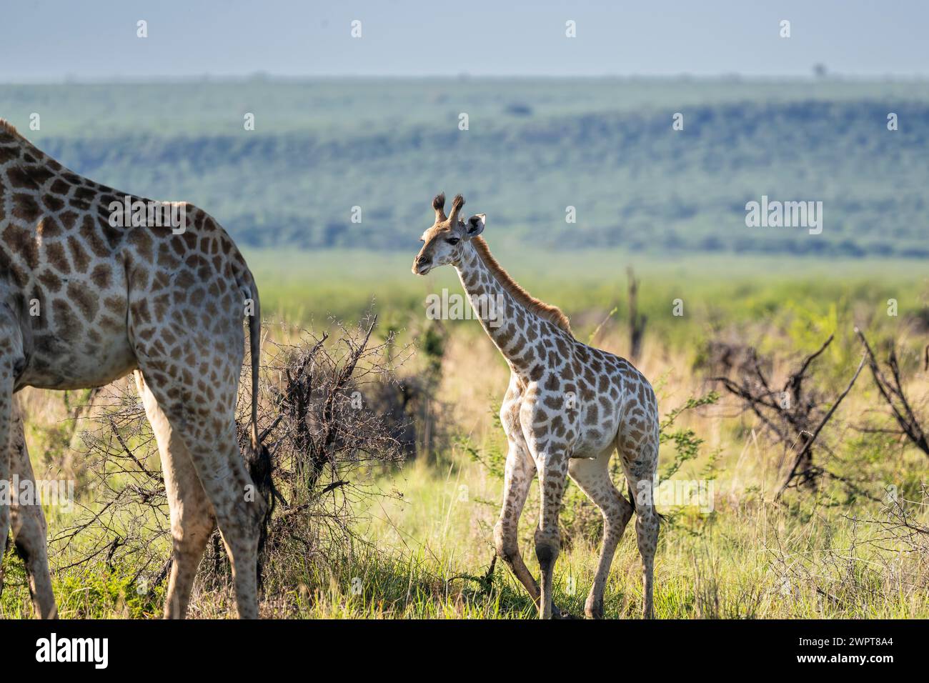 Giraffa meridionale (giraffa giraffa) baby, riserva di caccia Madikwe, provincia nord-occidentale, Sudafrica, RSA Foto Stock