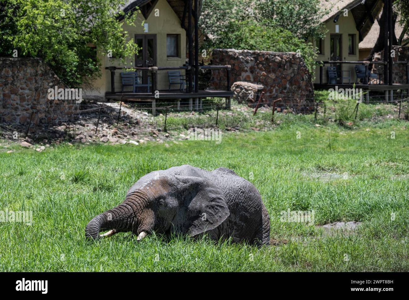 Elefante africano (Loxodonta africana) di fronte a Tau Lodge, Madikwe Game Reserve, North West Province, Sud Africa, RSA Foto Stock