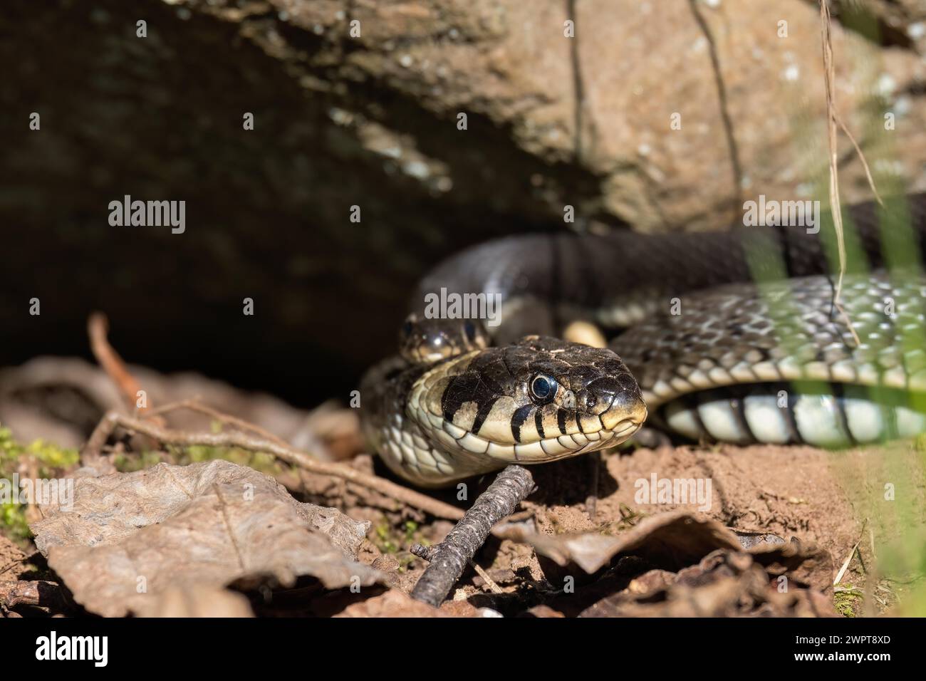 Serpente d'erba (Natrix natrix) vicino a una roccia al sole primaverile Foto Stock